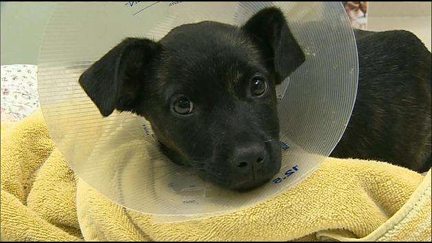 Puppy rescued after traveling under a car - WSVN 7News | Miami News ...