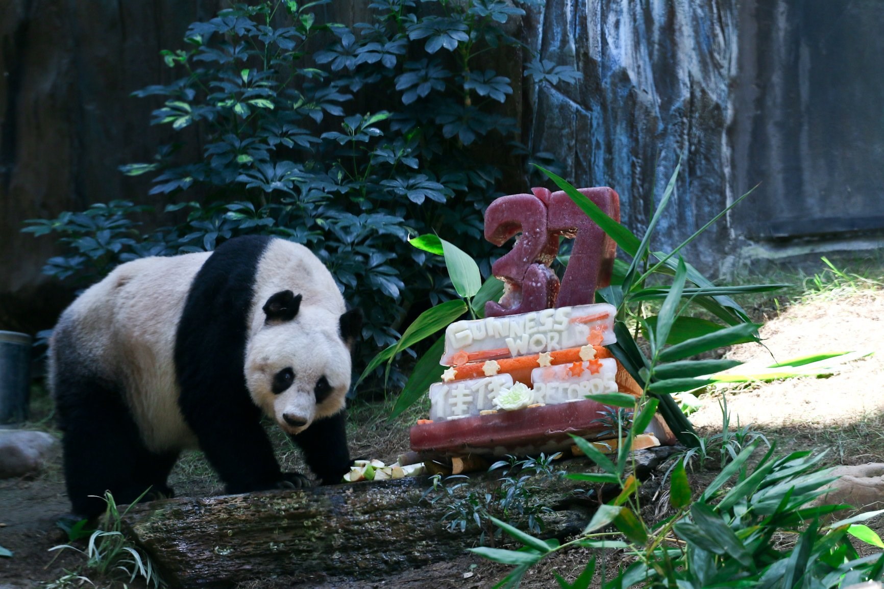 Johnson Panda Hong Kong’s Jia Jia sets Guinness Word Record as oldest panda - WSVN ...