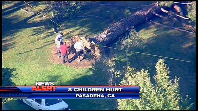 8 children hurt, 2 critical, by falling tree in California - WSVN 7News ...