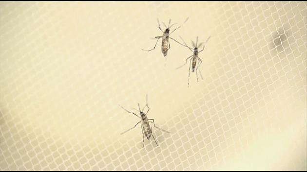 WHO declares global emergency over Zika virus spread - WSVN 7News ...