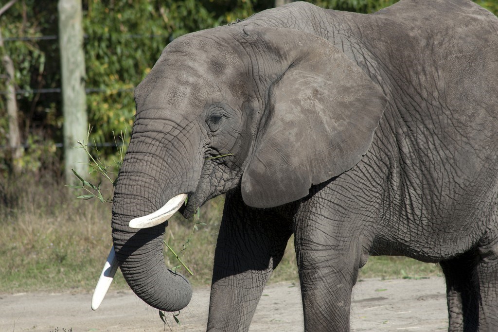 Zoo Miami to welcome two African Elephants - WSVN 7News | Miami