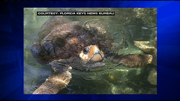 Twice Rescued Sea Turtle Recovering At Key West Aquarium Wsvn 7news Miami News Weather Sports Fort Lauderdale