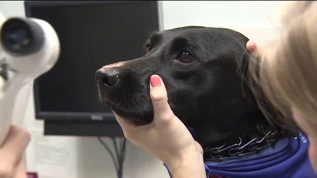 Hollywood animal hospital provides eye exams for service dogs - WSVN
