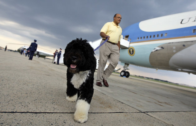 Hardly A Dog S Life For Obama S Pets Bo And Sunny Wsvn 7news Miami News Weather Sports Fort Lauderdale