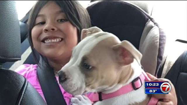 Family puppy stolen from Coral Springs apartment - WSVN 7News | Miami ...