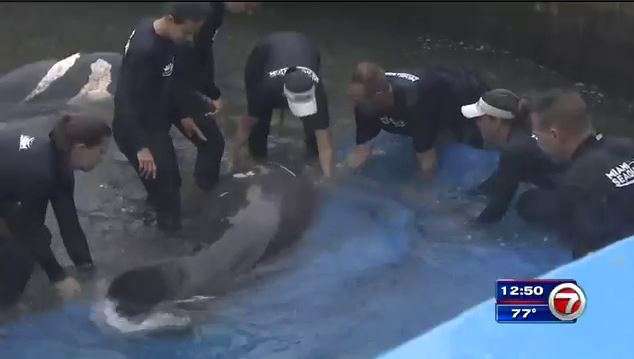 Manatee Injuries Manatee released into waters 1 year after boating injury - WSVN 7News ...