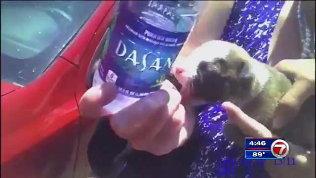 Pensacola officer saves puppy locked in car - WSVN 7News | Miami News ...