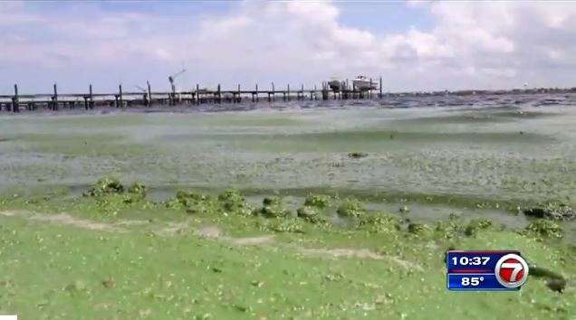 Algae emergency empties Florida beaches on July 4th - WSVN 7News ...
