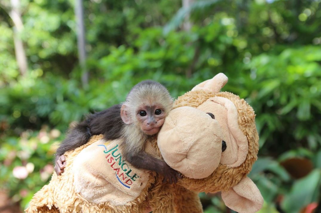 Jungle Island’s newest monkey now has a name WSVN 7News Miami News