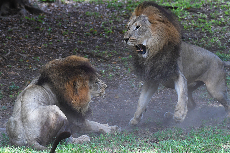 Lions caught on camera fighting to determine hierarchy at Zoo