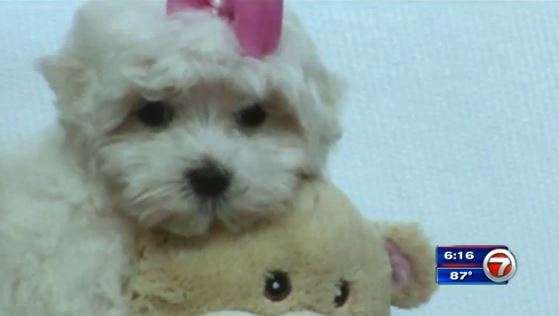 8-week-old puppy stolen from Hollywood pet store returned - WSVN 7News ...