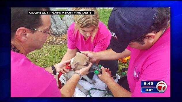 Dog resuscitated after Plantation apartment fire - WSVN 7News | Miami ...