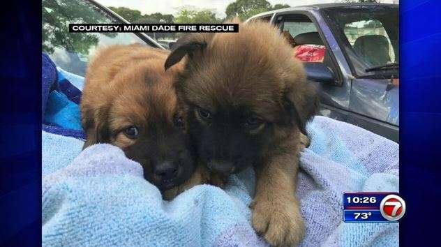 3 puppies rescued from Miami-Dade cemetery - WSVN 7News | Miami News ...