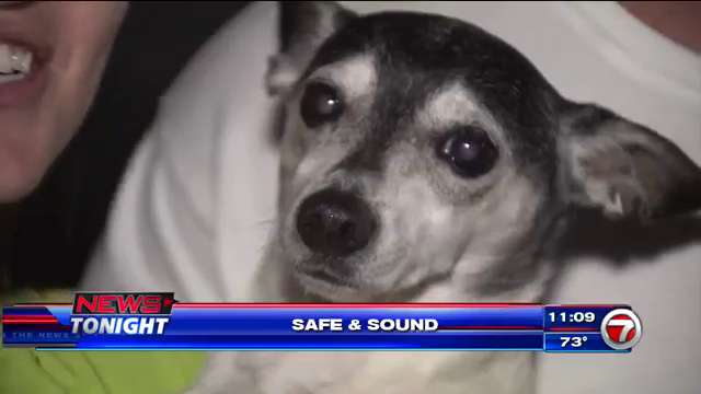 Dog lost in Fort Lauderdale car theft returned to owners - WSVN 7News ...