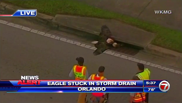 Eagle rescued from Florida storm drain dies from injuries - WSVN 7News ...