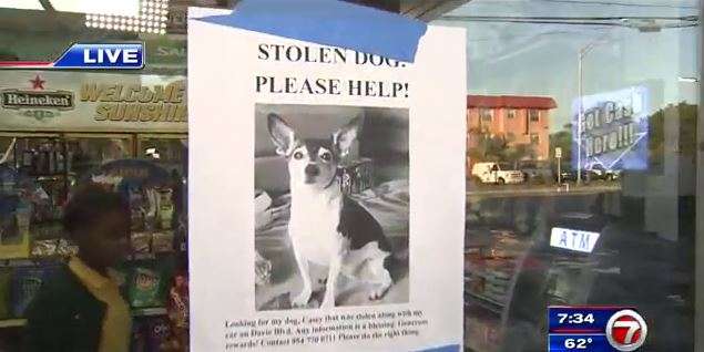 South Florida family makes public plea to find stolen dog - WSVN 7News ...