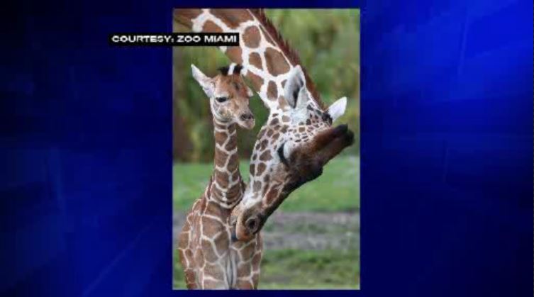 50th giraffe born at Zoo Miami showcased in new exhibit – WSVN 7News