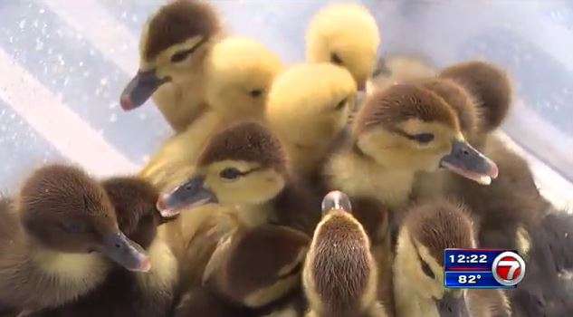 BSO deputies rescue ducklings from drain after mother duck hit by car ...