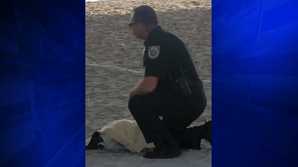 Woman throws dog from bridge, says “dogs can fly”, witnesses report