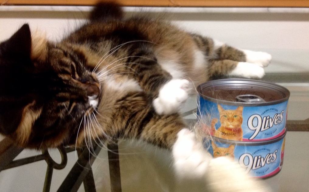 Everpet cat cheap food