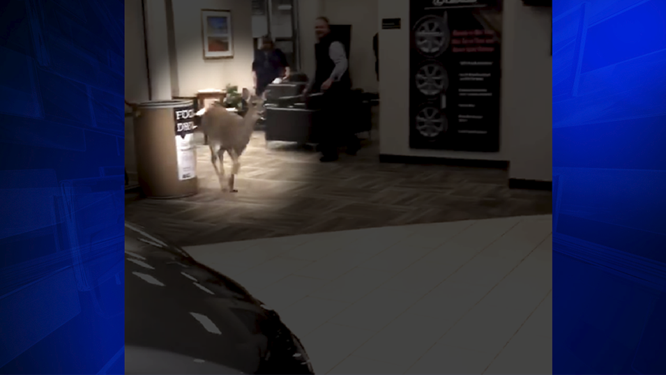 Deer caught in headlights at car dealership WSVN 7News Miami News