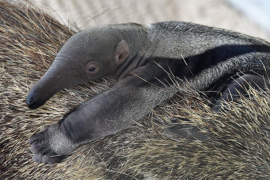 Baby giant anteater 'Bowie' makes Zoo Miami debut - WSVN 7News | Miami  News, Weather, Sports | Fort Lauderdale