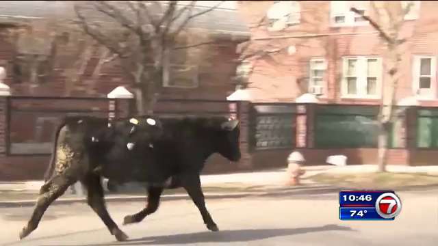 Bull that led police chase after slaughterhouse escape dies - WSVN ...