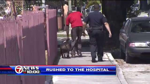 Toddler hospitalized after bitten by dog in Miami home - WSVN 7News ...