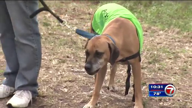Local animal rescue accused of misusing donations settles with state
