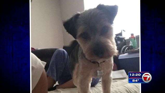 Thieves steal rental car with 2 dogs in Southwest Ranches - WSVN 7News ...