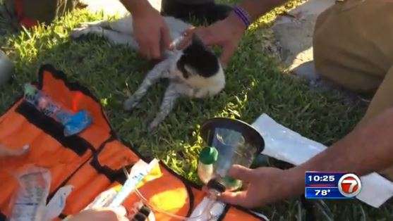Cat saved from house fire in SW Miami-Dade - WSVN 7News | Miami News ...