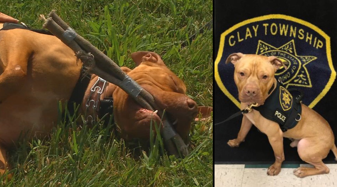 Dog who faced death in shelter becomes Ohio's first pit bull K9 – WSVN  7News | Miami News, Weather, Sports | Fort Lauderdale