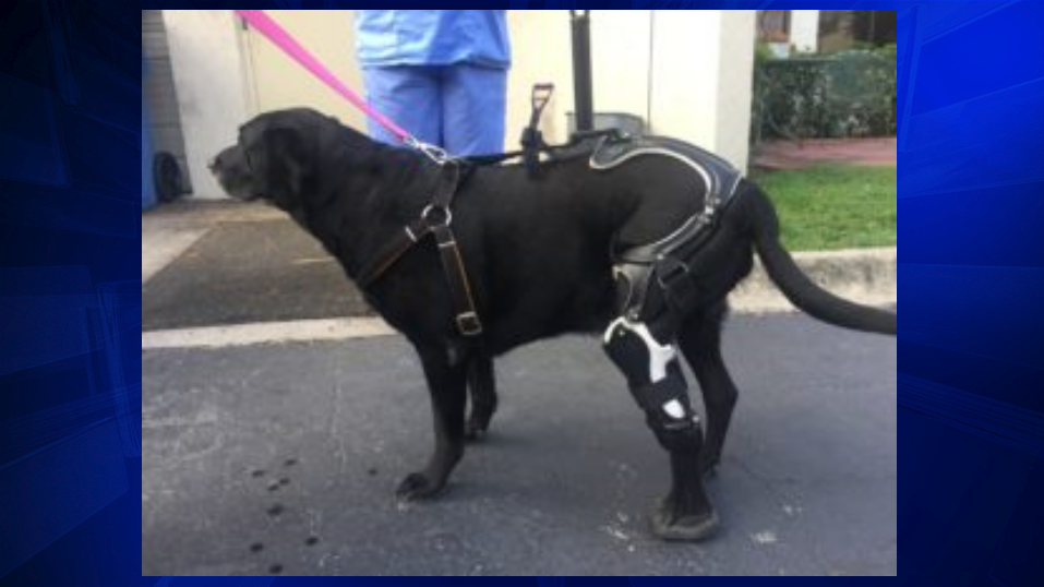 Can Dogs Fake Being Hurt