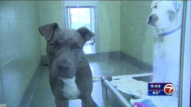 Broward Humane Society, Miami-Dade Animal Services ...