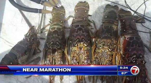 Pembroke Pines man charged with spearing lobster - WSVN 7News | Miami ...