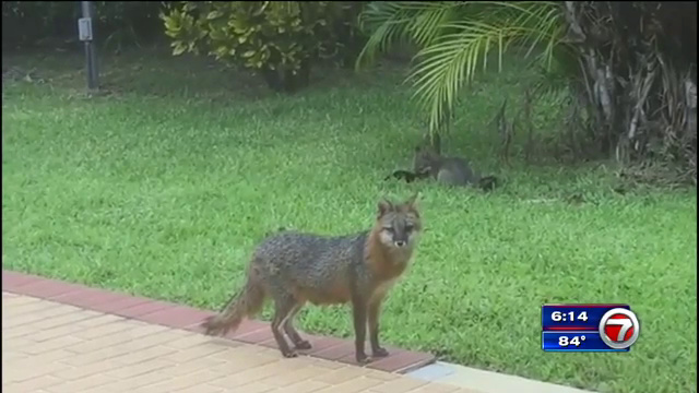 Family Of Foxes Daily Visitors To Sw Miami Dade Backyard Wsvn 7news Miami News Weather Sports Fort Lauderdale