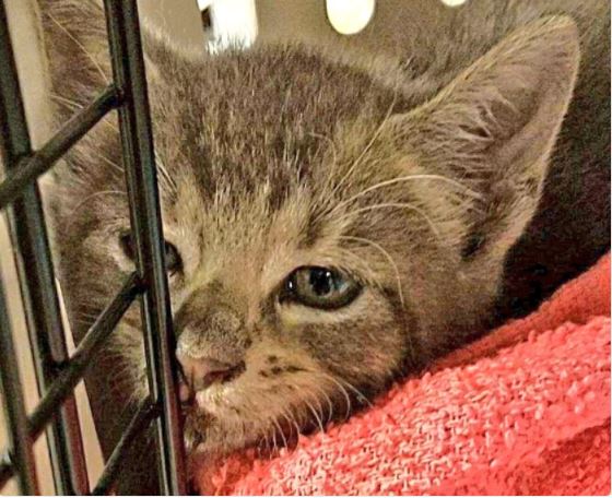 Kitten Rescued In Deerfield Beach Taken To Animal Hospital Wsvn 7news Miami News Weather Sports Fort Lauderdale