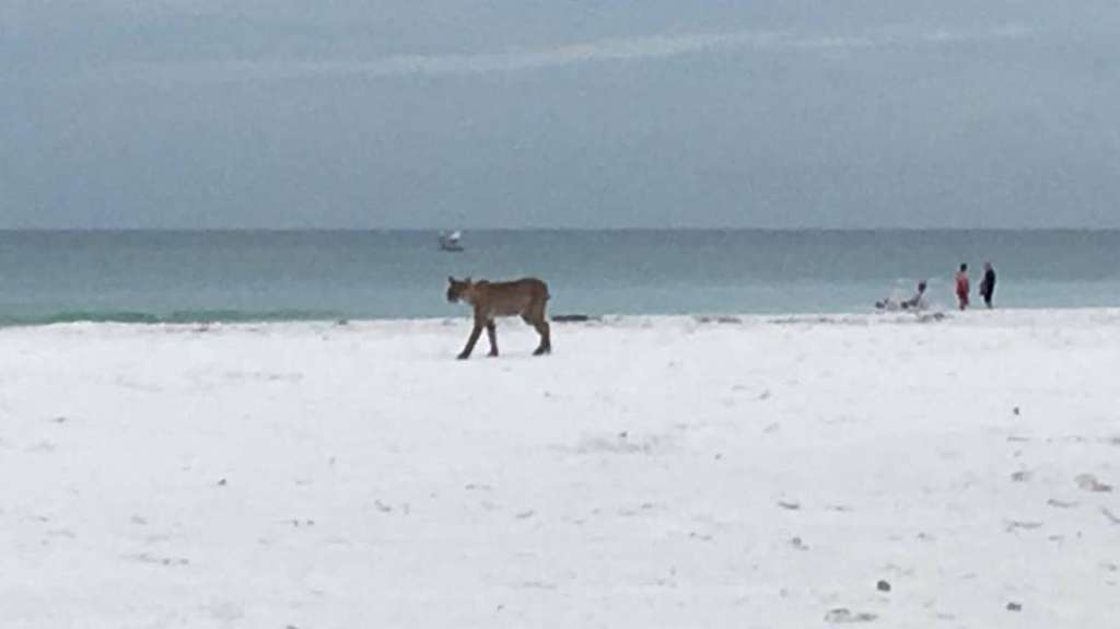 Bobcat spotted strolling on Florida beach WSVN 7News Miami News