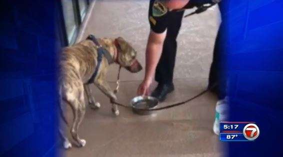 Boynton Beach cop saves dog trapped in hot car - WSVN 7News | Miami ...