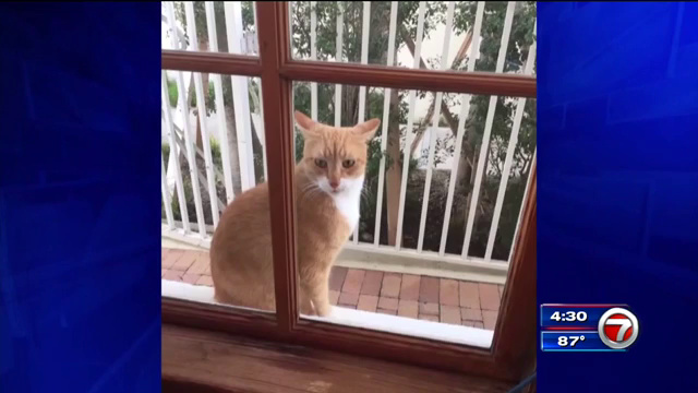 Police: Video shows man fatally shooting cat with crossbow - WSVN 7News ...