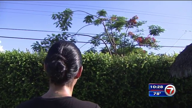 Tree Grows Into Power Lines Wsvn 7news Miami News Weather Sports Fort Lauderdale