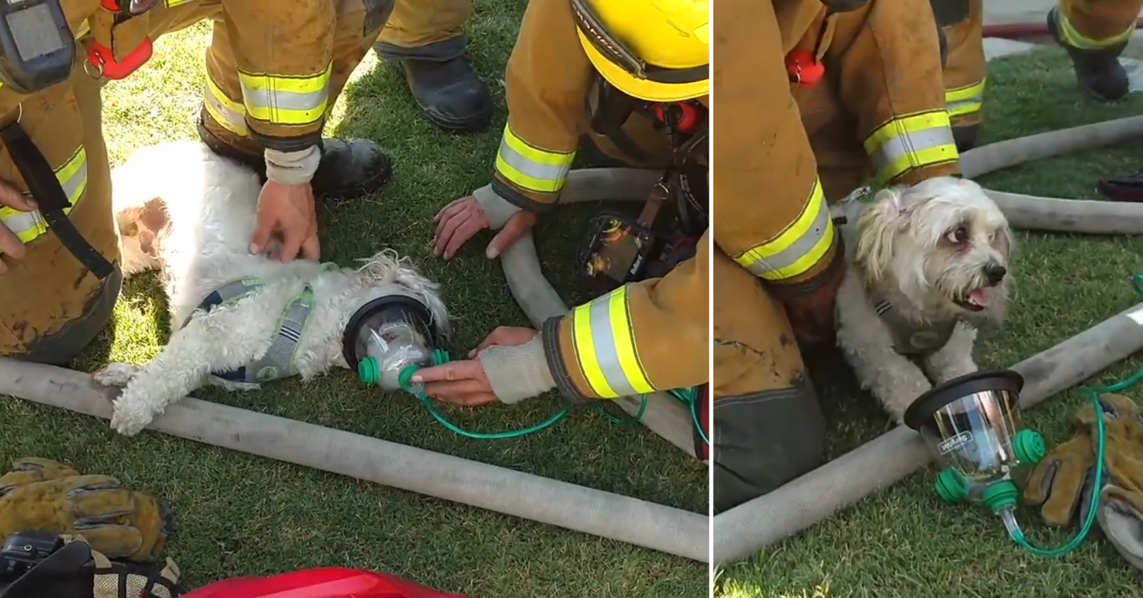 WATCH Firefighters Resuscitate Pet Dog After House Fire WSVN 7News