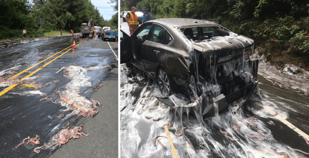 Eels from overturned truck slime cars on Oregon highway WSVN 7News