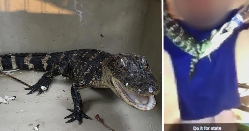 Humane Society probes video of pet alligator forced to drink beer, smoke  cigarettes - WSVN 7News | Miami News, Weather, Sports