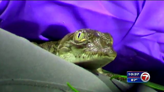 Croc Catchers: Researchers tracking baby crocodiles in South Florida