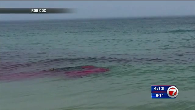 Shark attack on seal at crowded beach caught on video – WSVN 7News