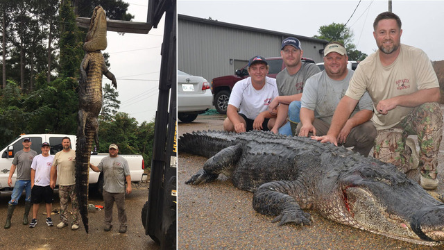 Hunters Capture Record Breaking 14 75 Foot Alligator Wsvn 7news Miami News Weather Sports Fort Lauderdale