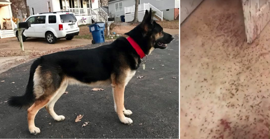 What Happens If Your Dog Attacks An Intruder