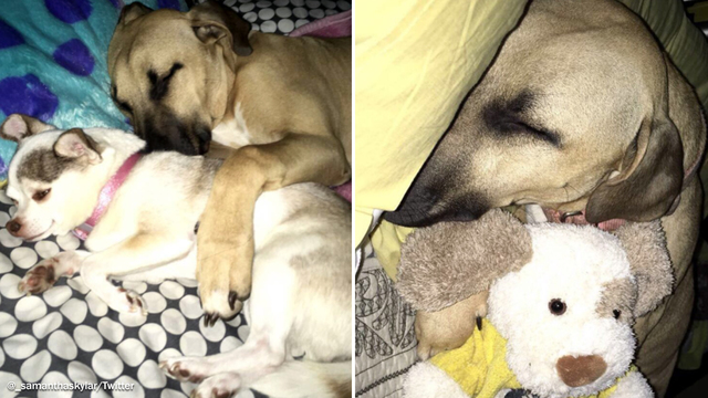 dog hugging stuffed animal