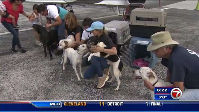 Pets left stranded by Harvey ready to find homes in South Florida ...